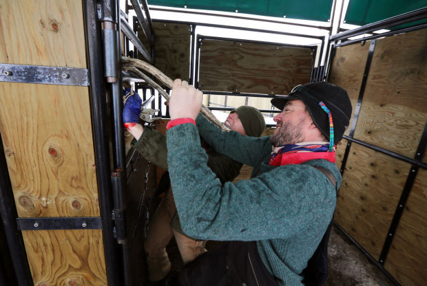 Elk Brucellosis Study